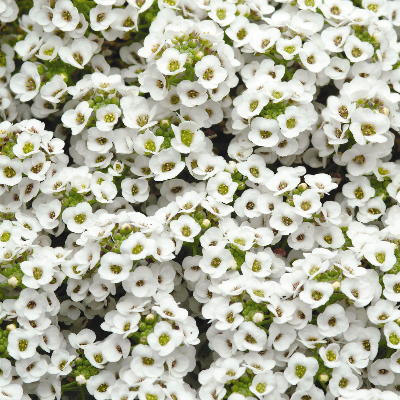 Alyssum | Clear Crystals - 4 Pack
