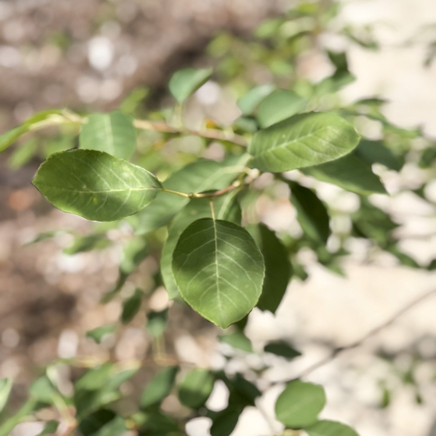 Amelanchier | Autumn Brilliance Serviceberry | Multi-Stem - 7 Gallon
