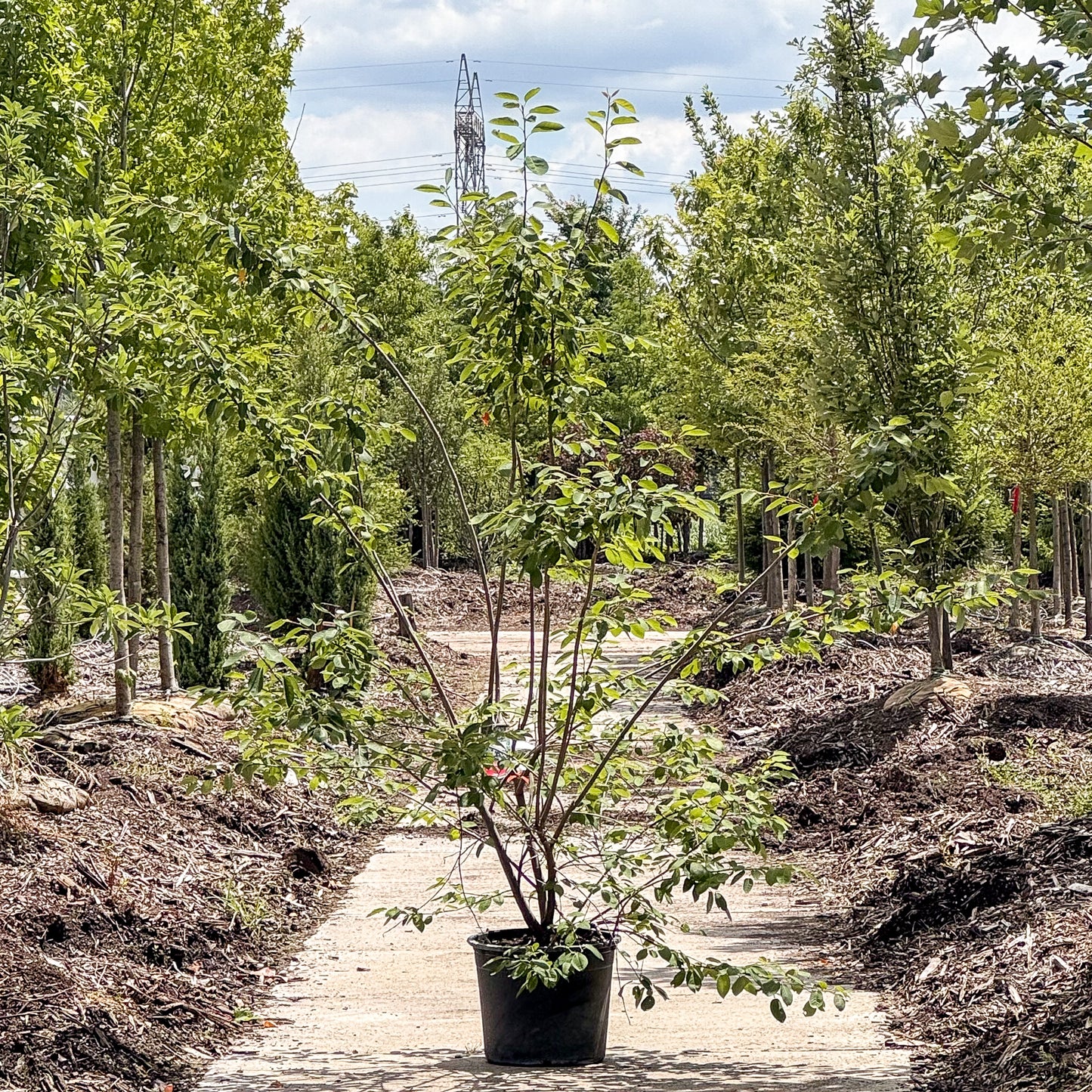 Amelanchier | Autumn Brilliance Serviceberry | Multi-Stem - 7 Gallon