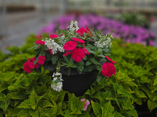 PatioHaven | Crimson Cloud - Medium Patio Container