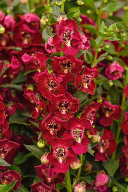 Angelonia | Archangel - 1 Quart
