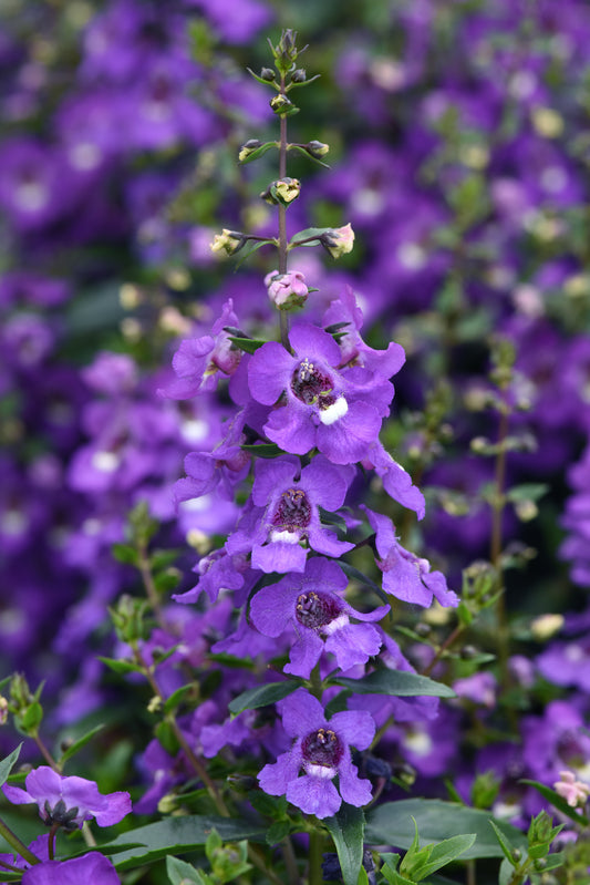 Angelonia | Serena - 4 Pack