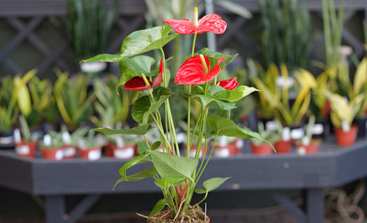 Red Anthurium