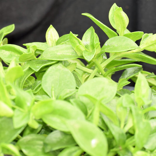 Aptenia | Red Apple - 1 Quart