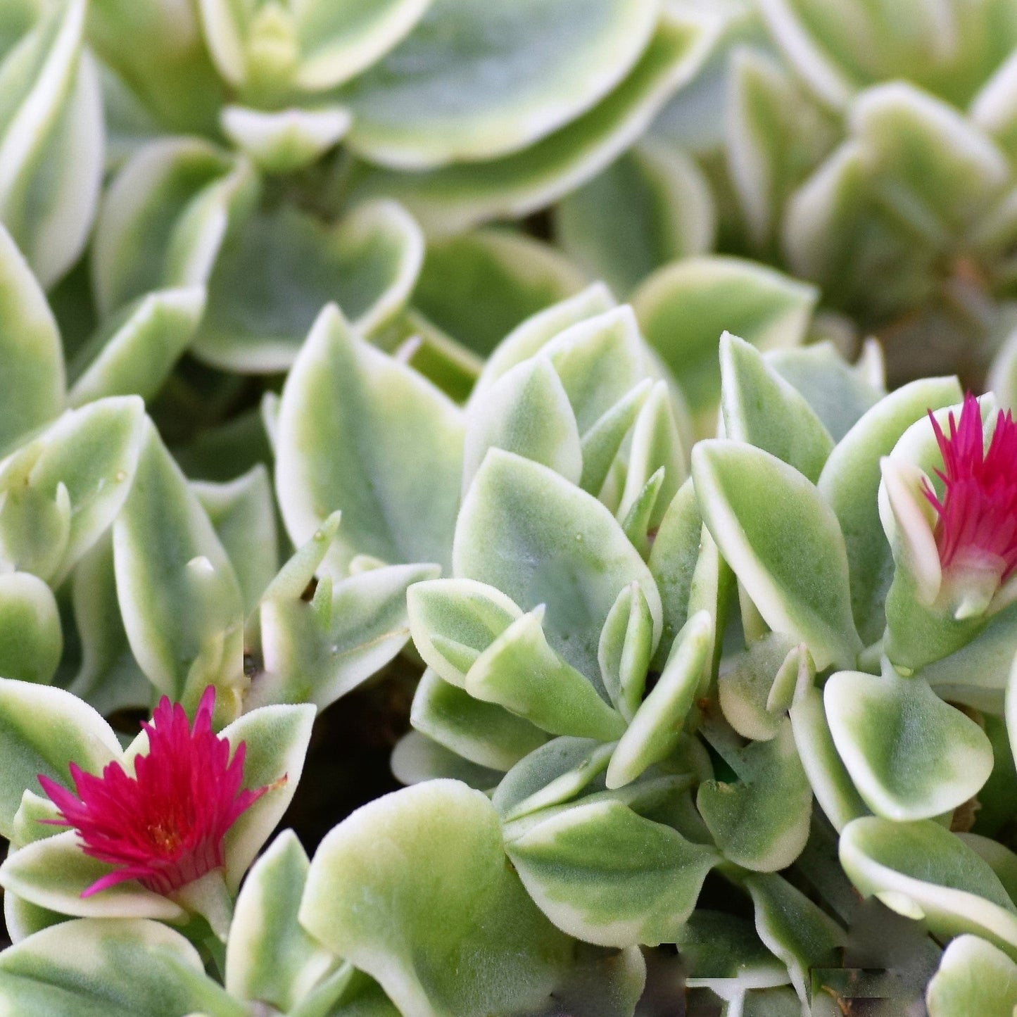 Aptenia | Varigated - 1 Quart