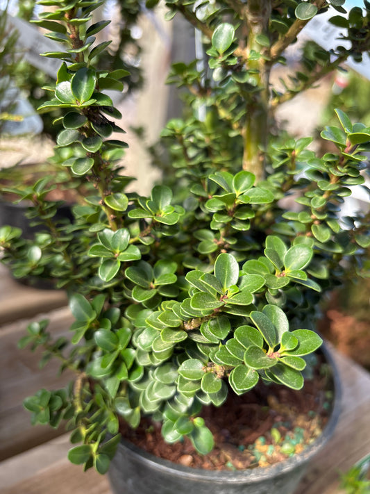 Ilex | Dwarf Pagoda Japanese Holly