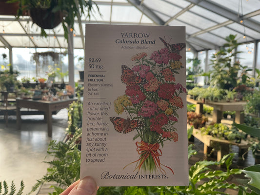 Achillea | Yarrow Seed