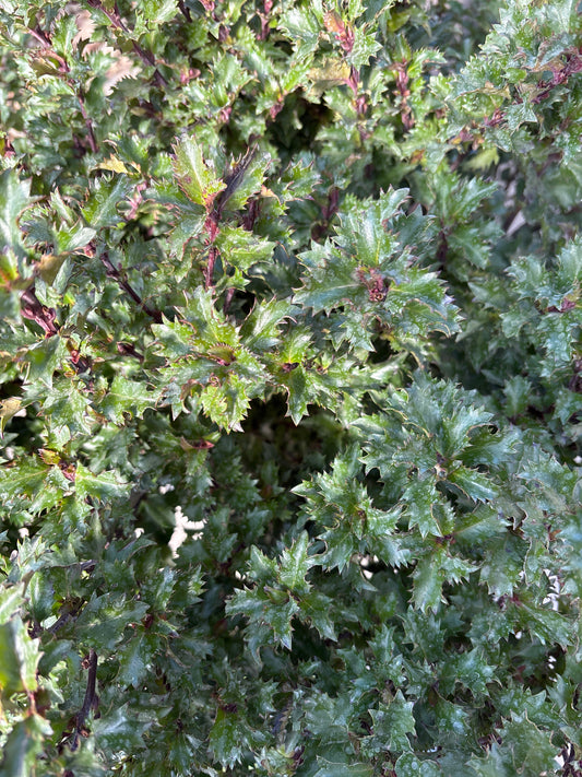 Ilex | Emerald Magic Blue Holly