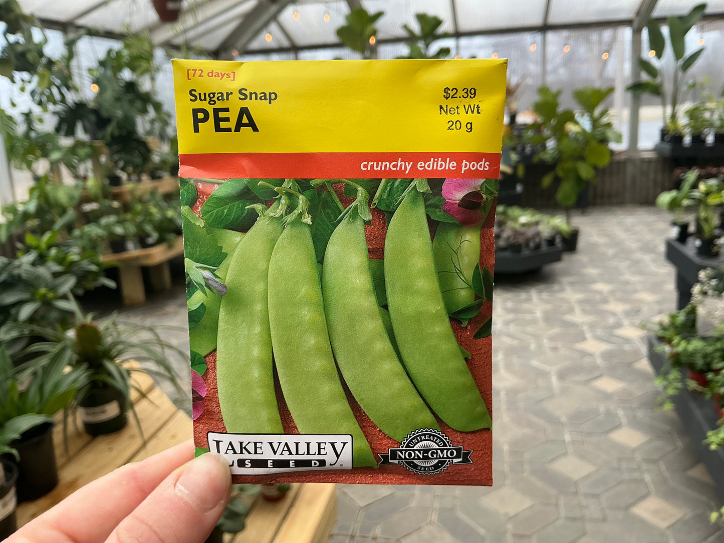 Pisum | Pea Seed