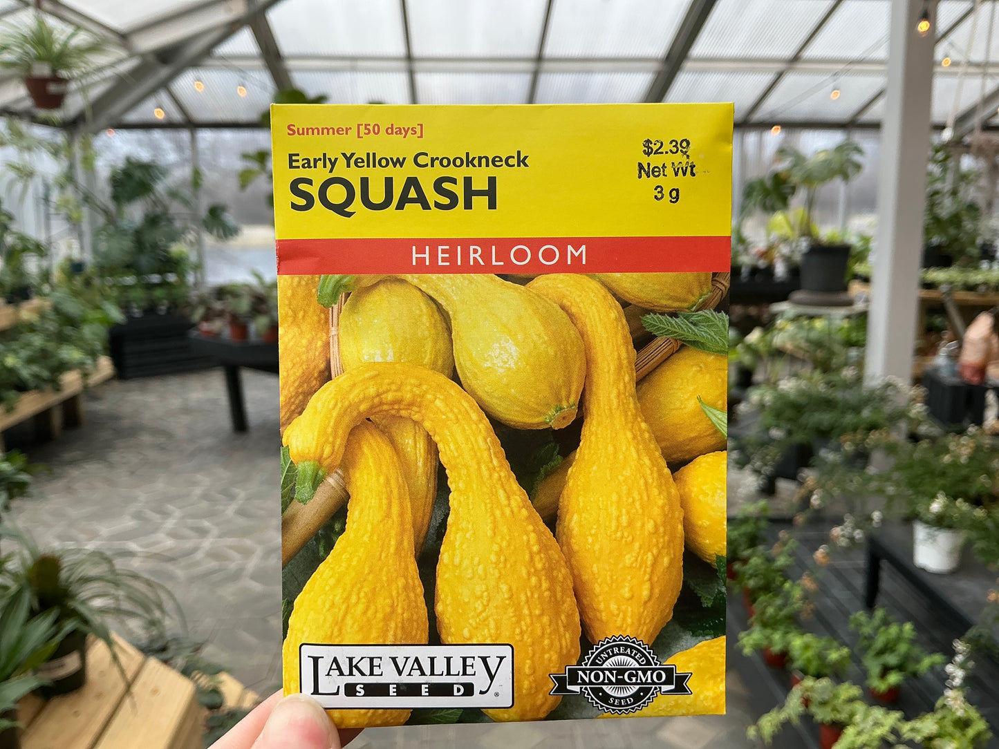 Cucurbita | Summer - Squash Seed