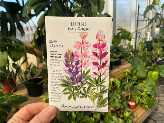 Lupinus | Lupine Seed