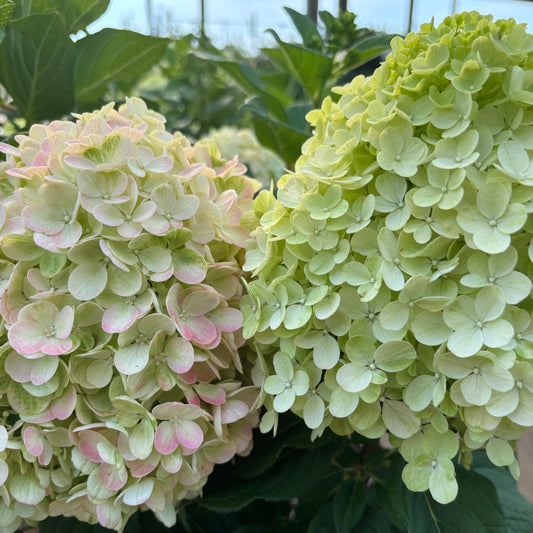 Hydrangea | Little Lime Punch Panicle Hydrangea - 3 Gallon