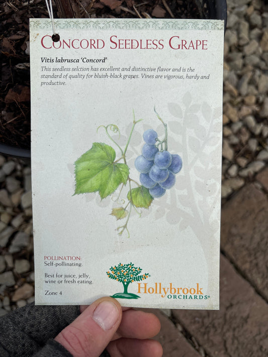 Vitis | Concord Grape - 2 Gallon