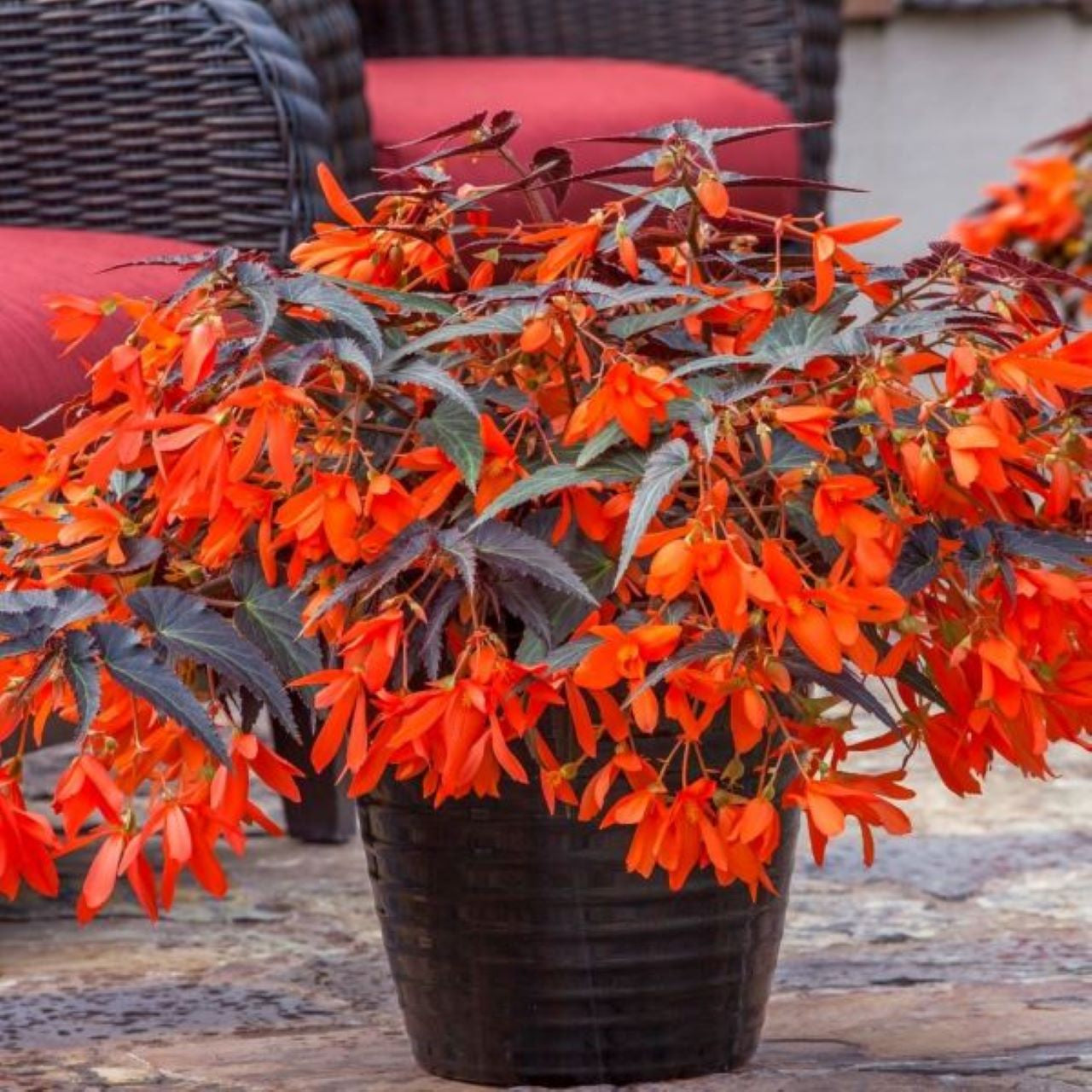 Begonia | Bossa Nova - Large Hanging Basket