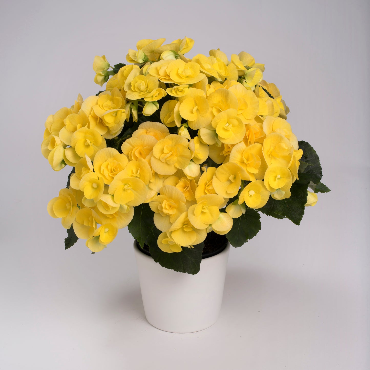 Begonia | Reiger - 1 Quart