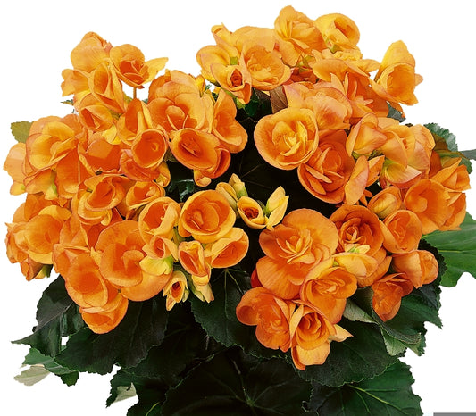 Begonia | Reiger - 1 Quart