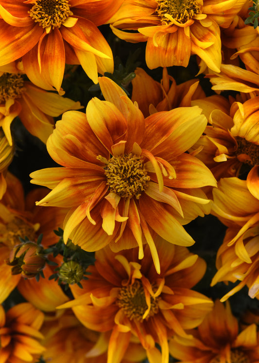 Bidens | Bee Alive - 1 Quart