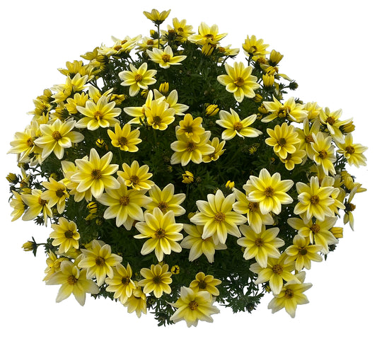 Bidens | Spicy Electric White - 1 Quart