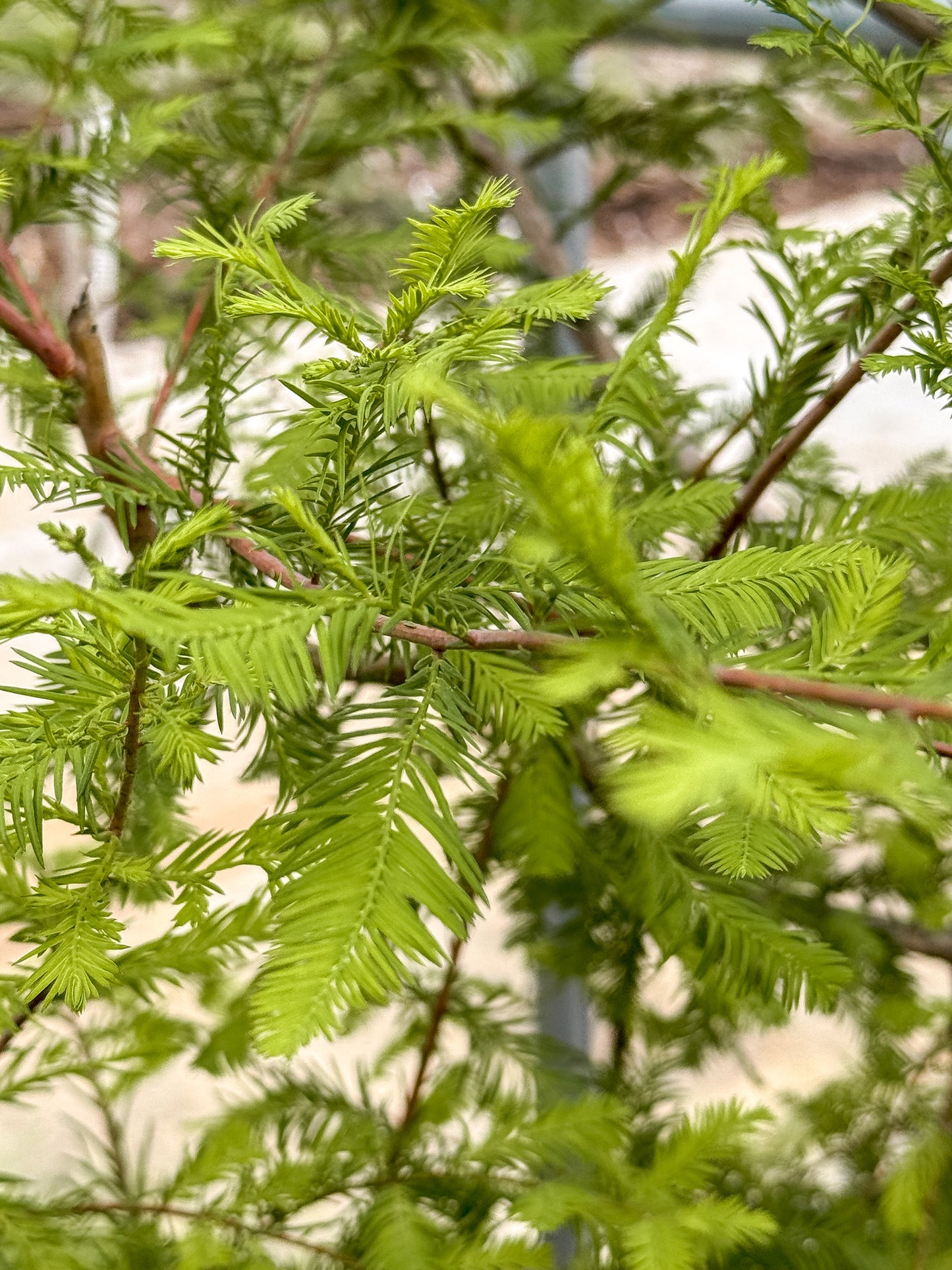 Metasequoia | Dawn Redwood - 7 Gallon