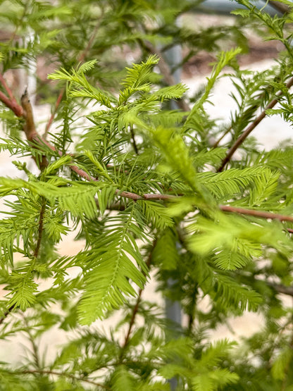 Metasequoia | Dawn Redwood - 7 Gallon