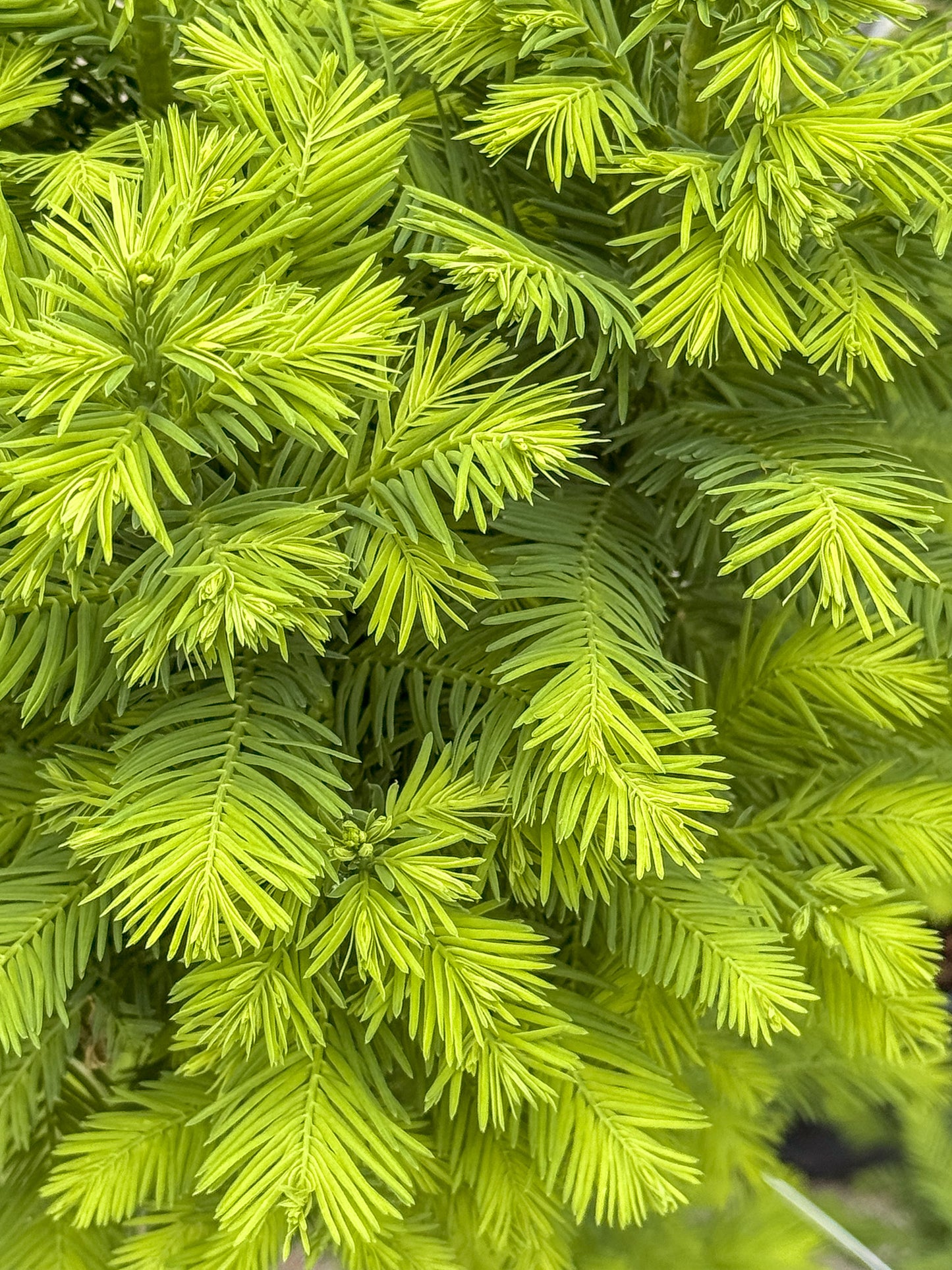 Metasequoia | Dawn Redwood - 7 Gallon