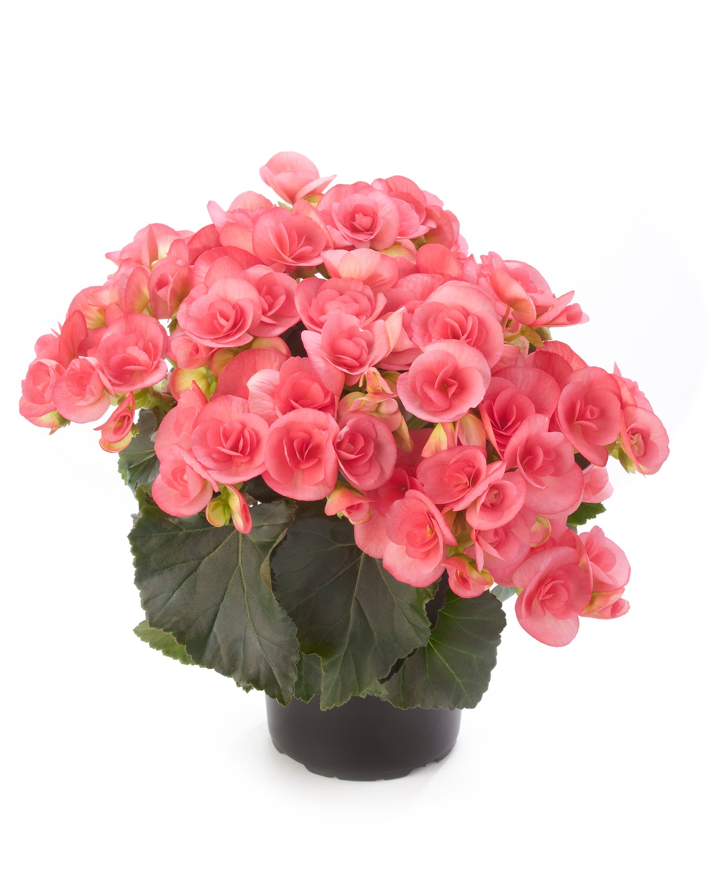 Begonia | Reiger - 1 Quart