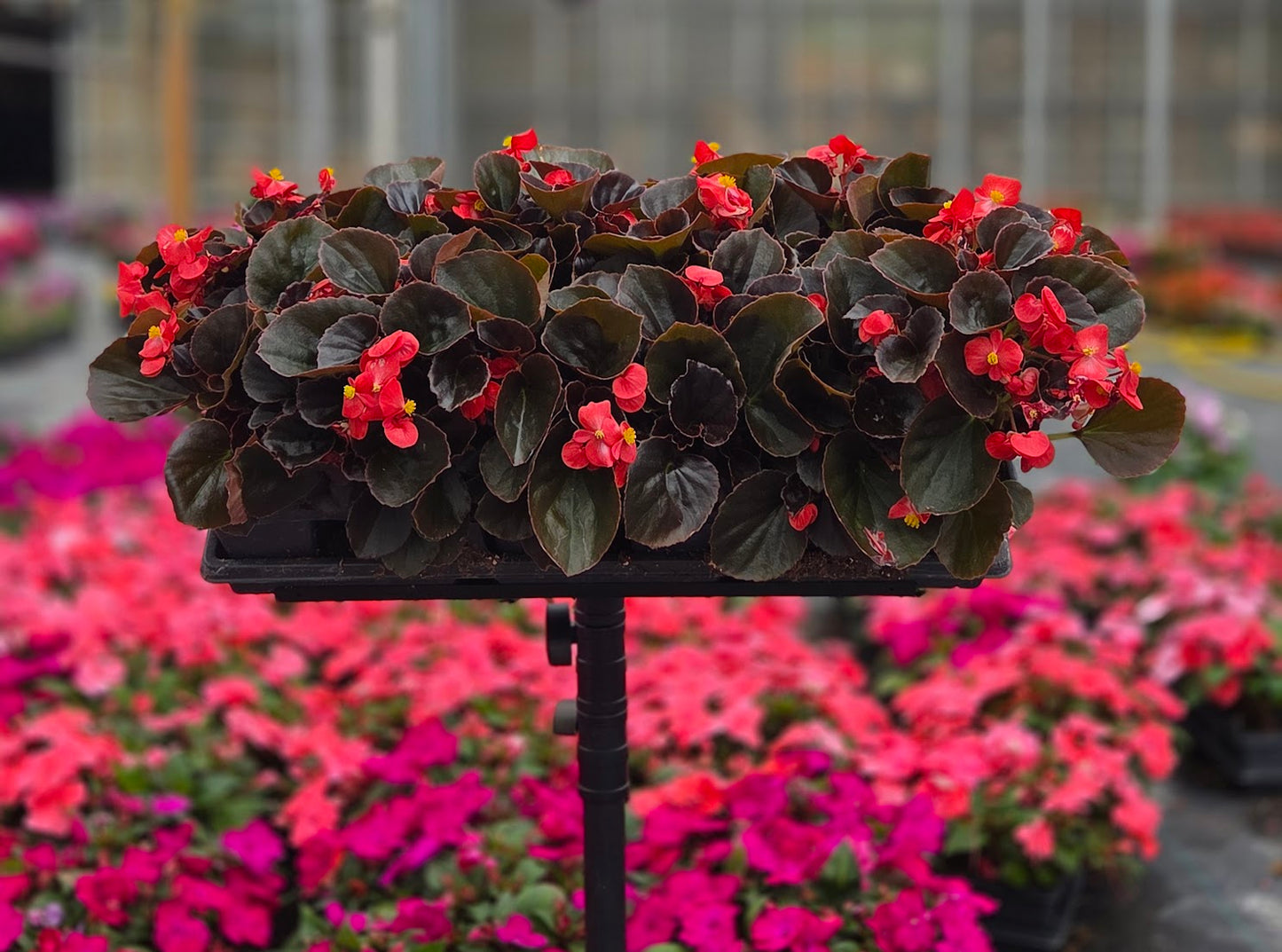 Begonia | Cocktail - 4 Pack