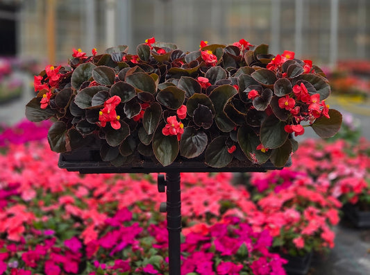 Begonia | Cocktail - 4 Pack