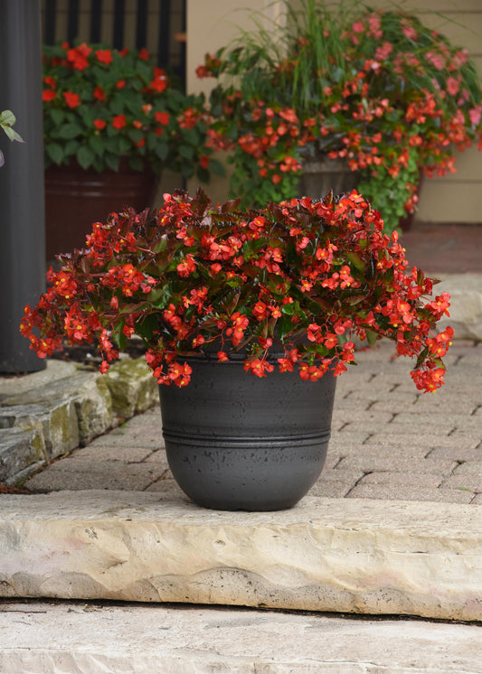 Begonia | Hula - Large Hanging Basket
