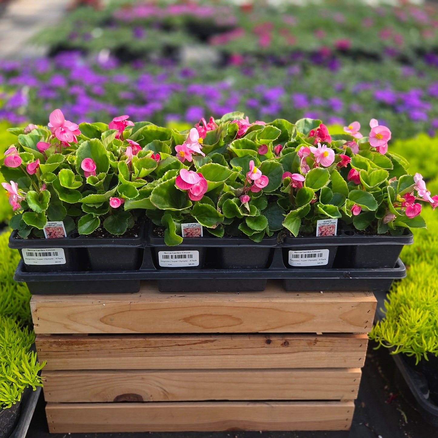 Begonia | Super Olympia - 4 Pack