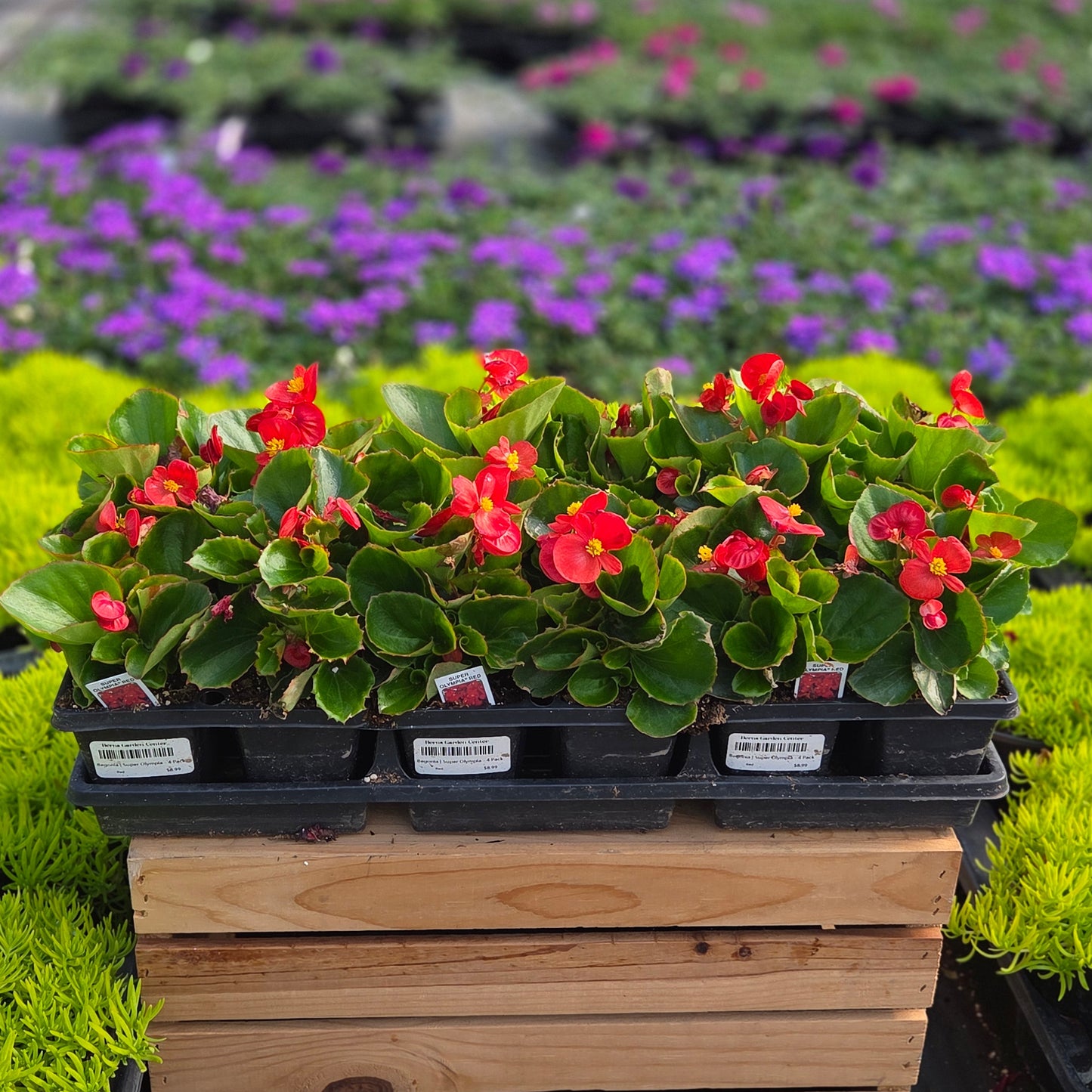 Begonia | Super Olympia - 4 Pack