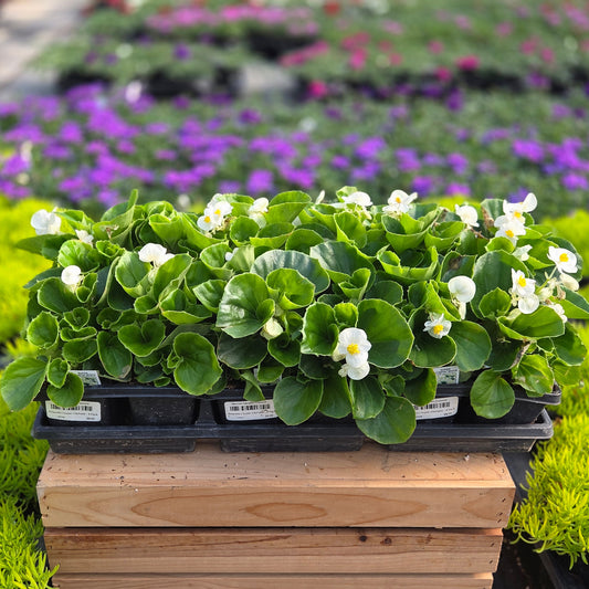 Begonia | Super Olympia - 4 Pack