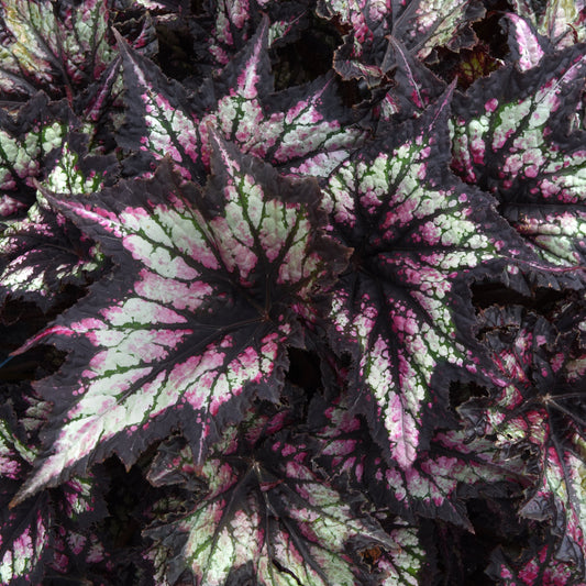 Begonia | Jurassic - 1 Quart