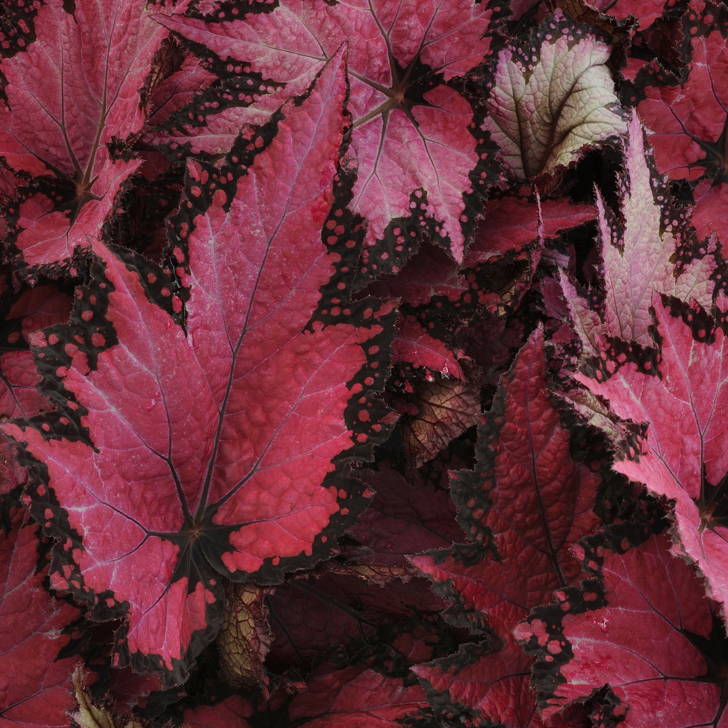 Begonia | Jurassic - 1 Quart