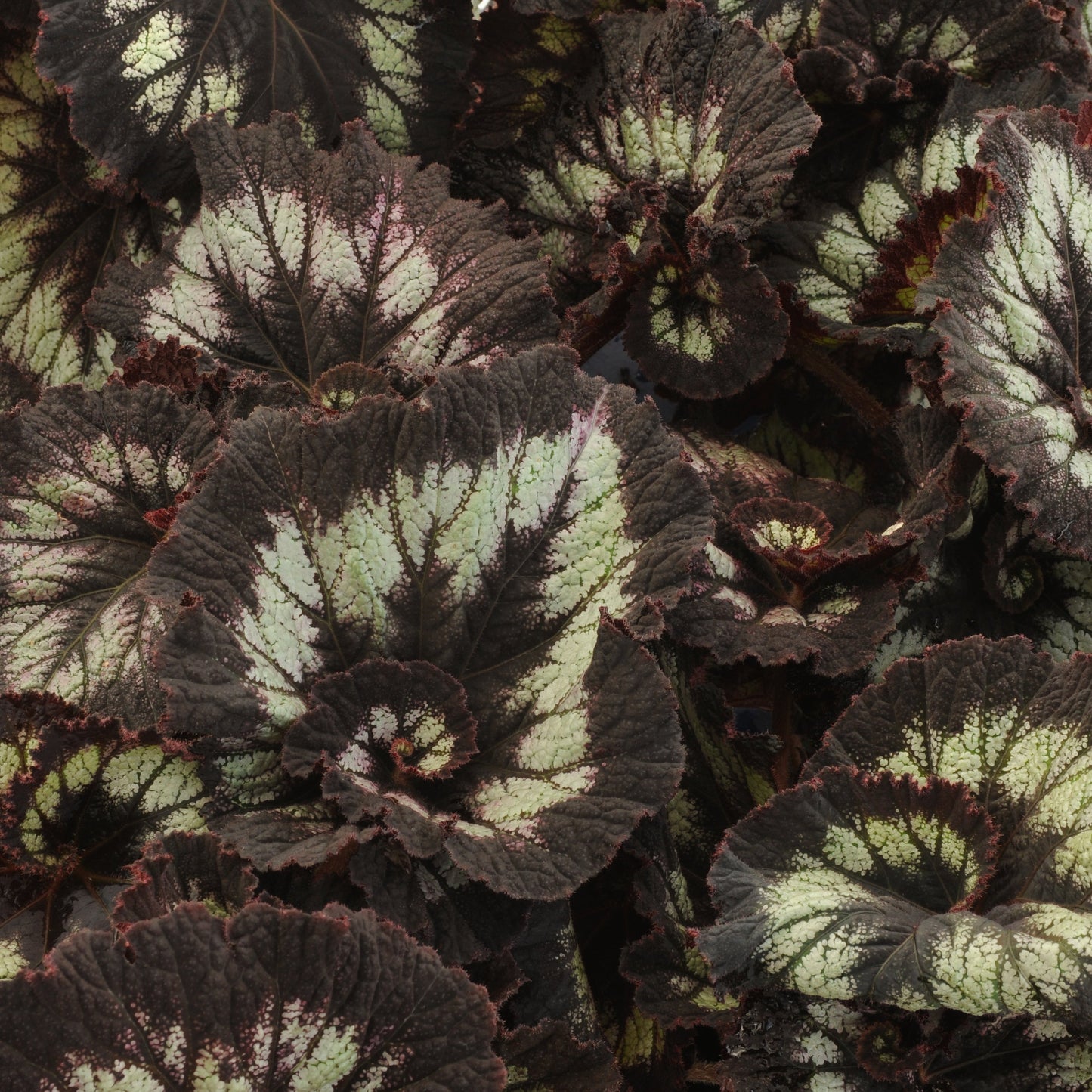 Begonia | Jurassic - 1 Quart