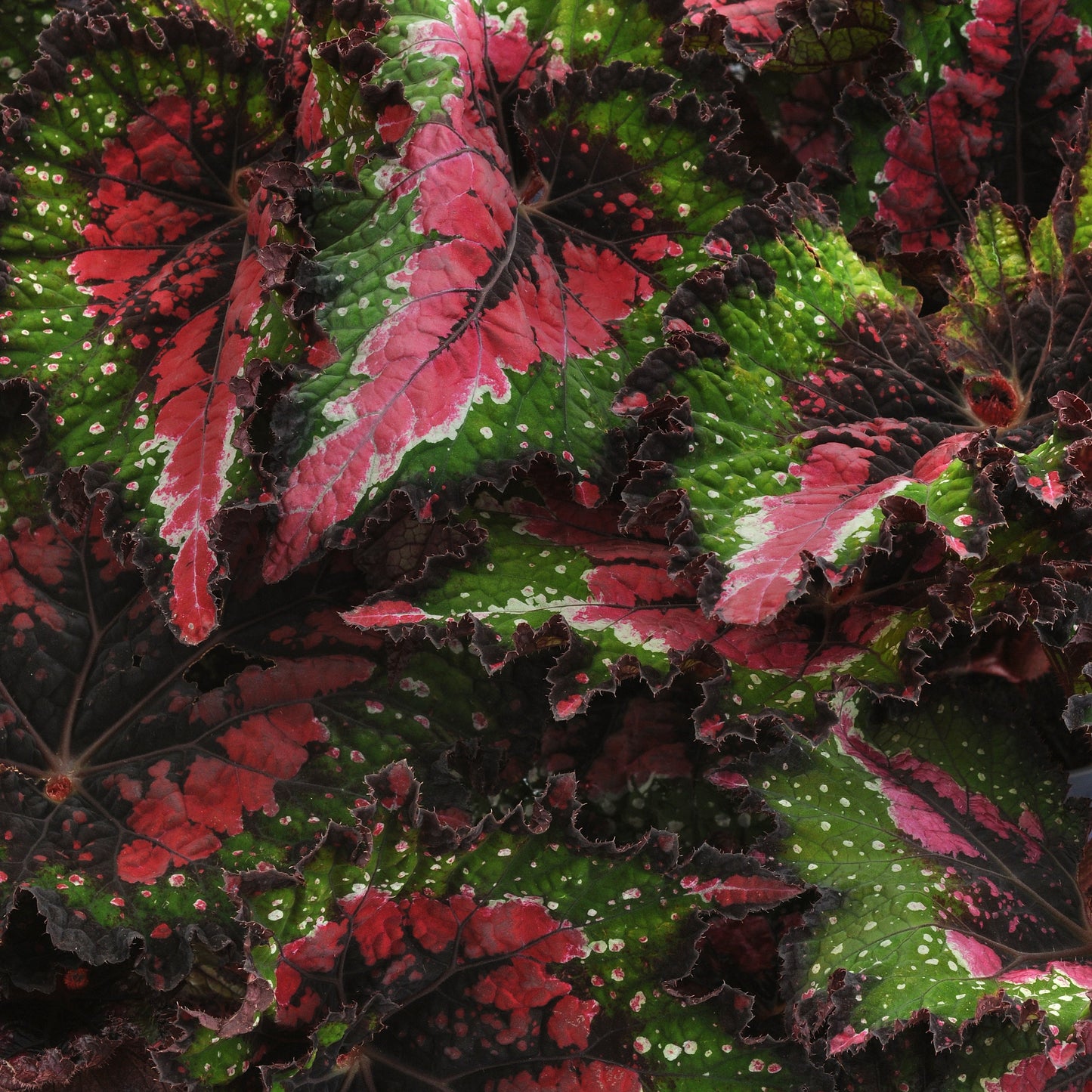 Begonia | Jurassic - 1 Quart