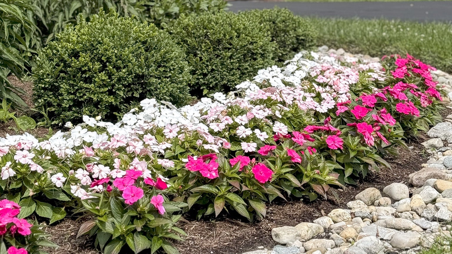 Garden bed with pink and white flowers in front of a house with a porch.