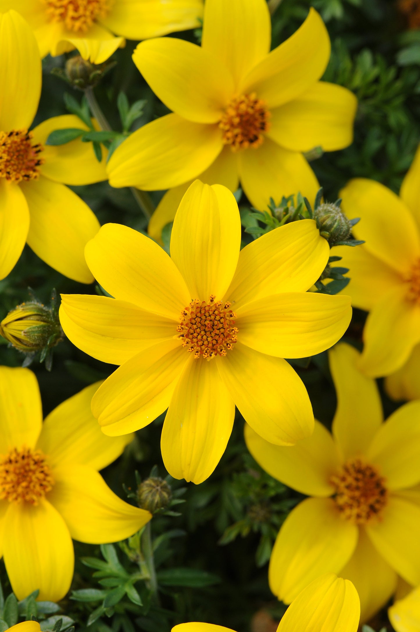 Bidens | Sun Drop - 1 Quart