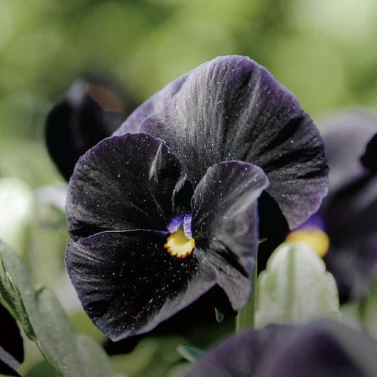 Pansy | Atlas Black - 3 Quart