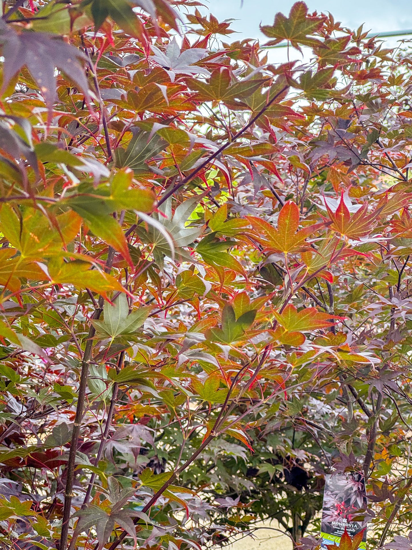 Acer | Bloodgood Japanese Maple | Squat - 10 Gallon