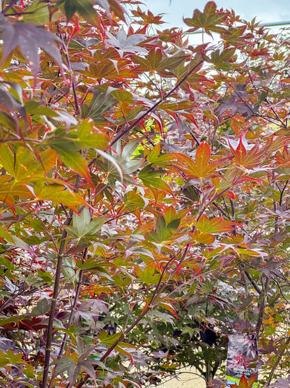 Acer | Bloodgood Japanese Maple | Squat - 10 Gallon