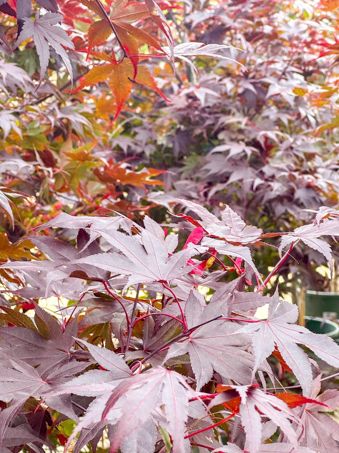 Acer | Bloodgood Japanese Maple | Squat - 10 Gallon