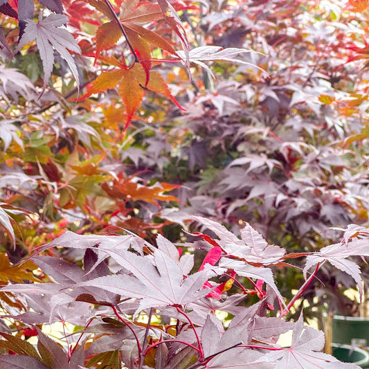 Acer | Bloodgood Japanese Maple | Multi-Stem - 7 Gallon