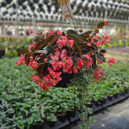 BloomMate Begonia | Pink Bronze Leaf - Large Hanging Basket