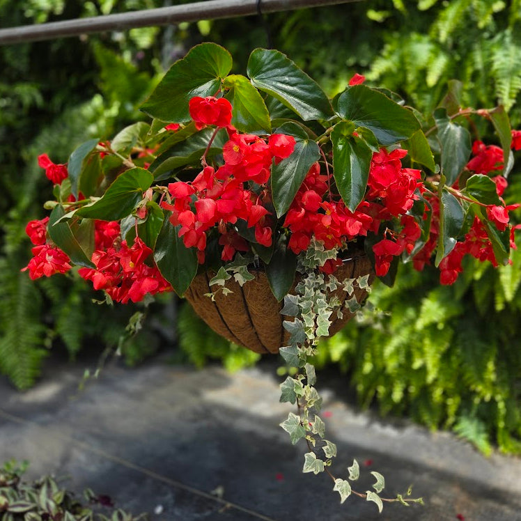 BloomMate Begonia | Red Green Leaf - Grand Hanging Basket