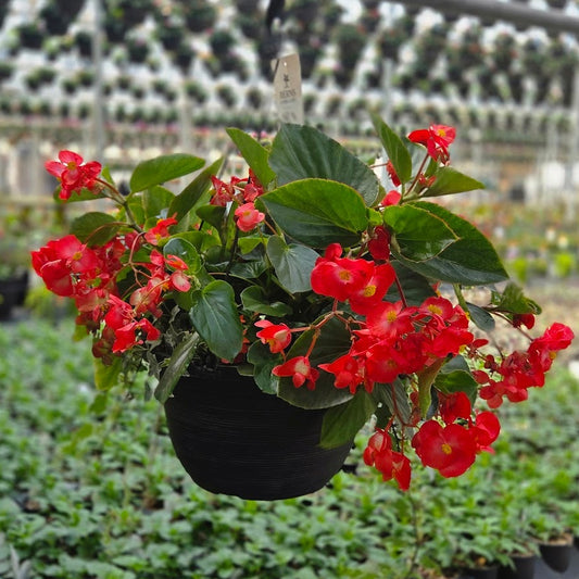BloomMate Begonia | Red Green Leaf - Large Hanging Basket
