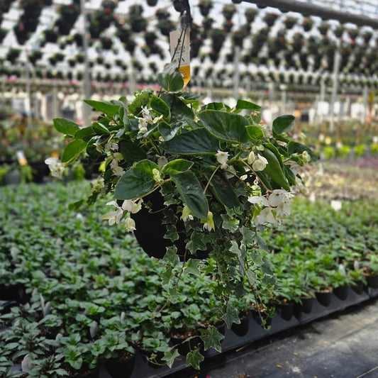 BloomMate Begonia | White Green Leaf - Large Hanging Basket