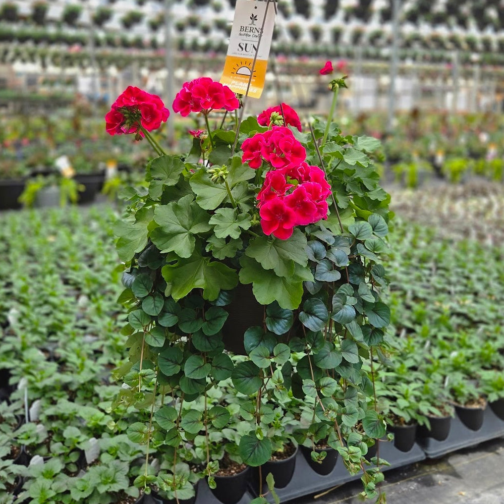 BloomMate Geranium | Crimson Flame - Large Hanging Basket