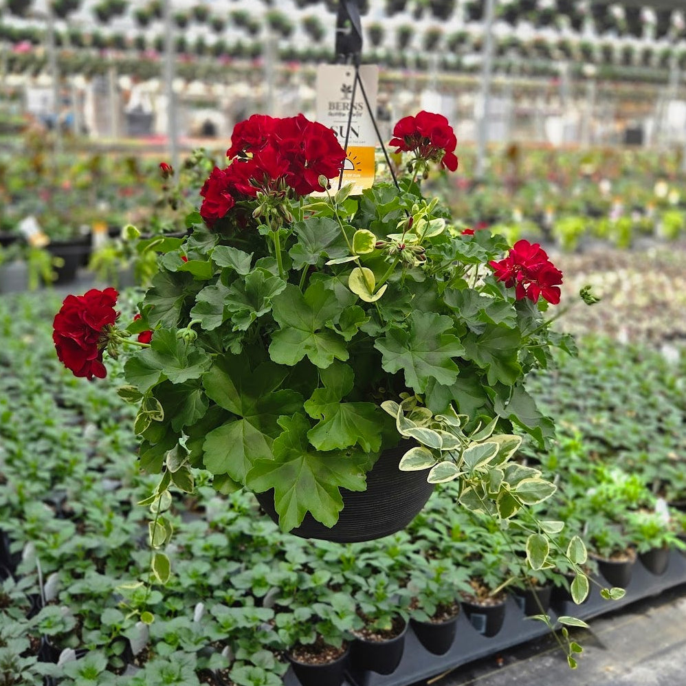 hanging geranium plant BloomMate Geranium | Dark Red - Large Hanging Basket