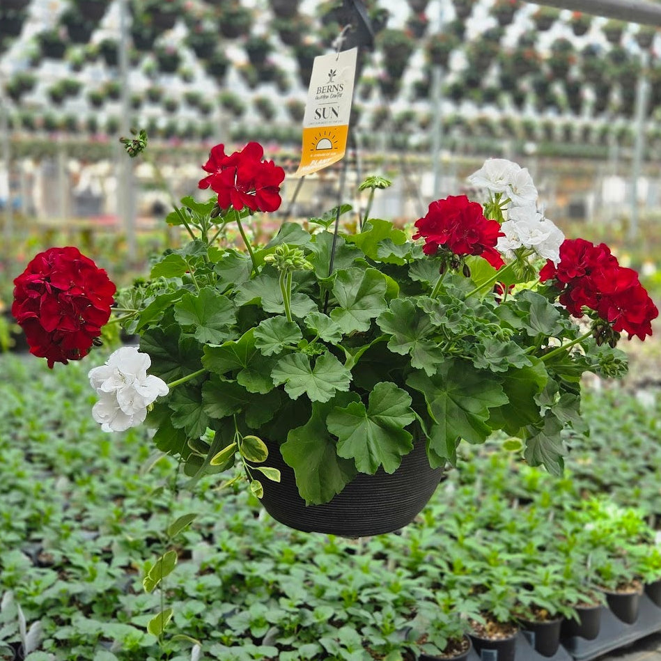 Interesting Info About Dark Red Whitefeed